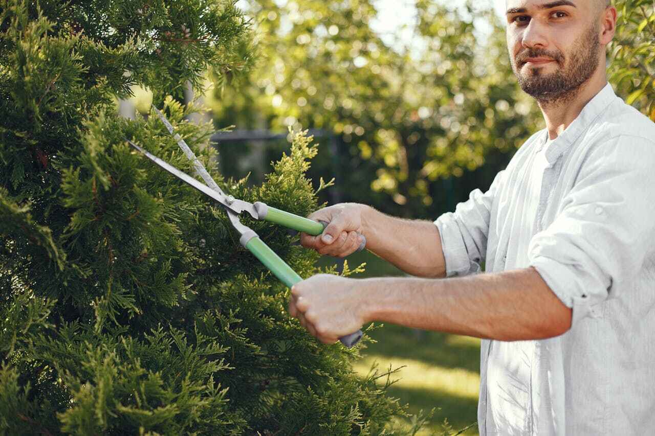 Tree Root Removal